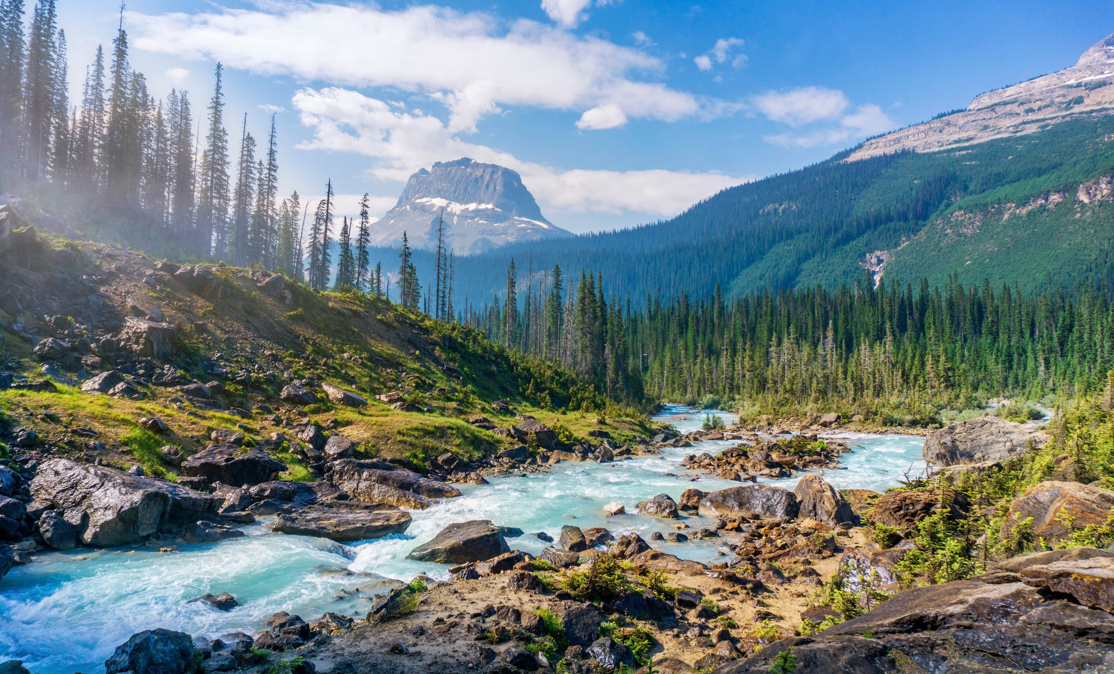 A Voice for Nature